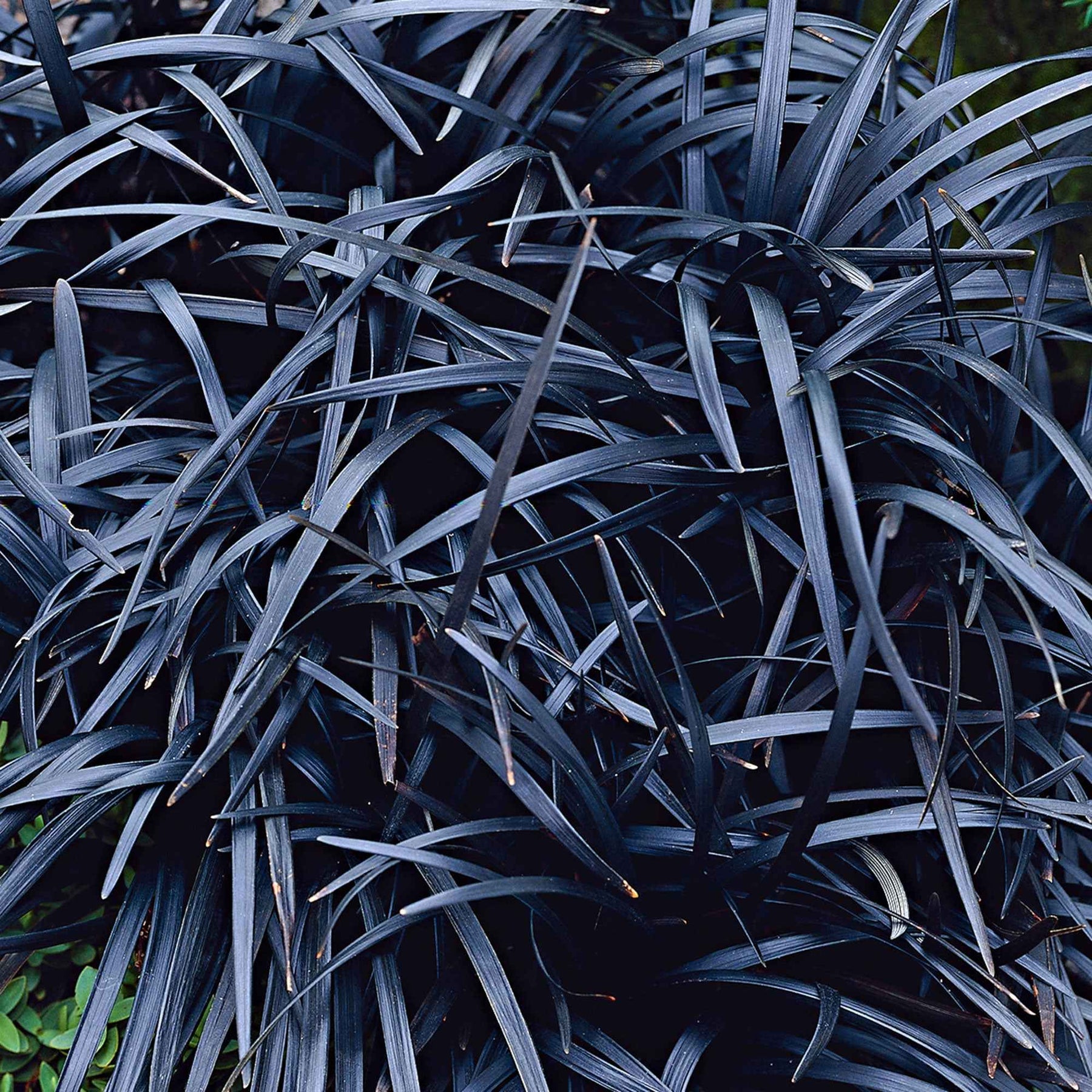 Vente Ophiopogon noir Niger - Vivaces couvre-sol