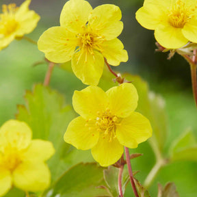 Waldsteinia ternata - Willemse