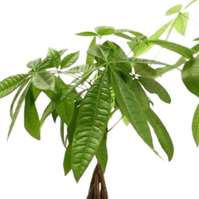 Pachira aquatica - Pachira aquatica - Willemse