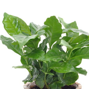Coffea arabica - Caféier - 