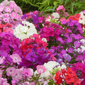 5 Phlox paniculata en mélange - Phlox paniculata - Willemse