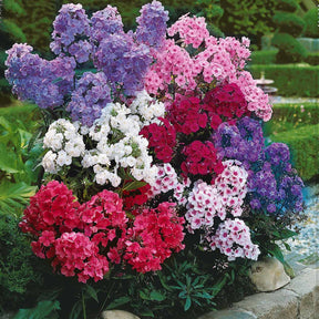 5 Phlox paniculata en mélange - Willemse