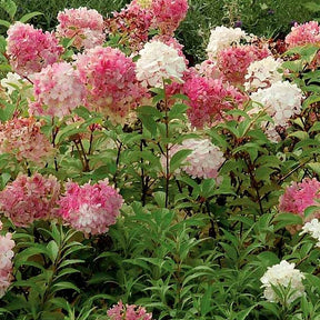 Hortensia paniculé Vanille Fraise® Renhy - Hydrangea paniculata vanille fraise ® ‘renhy’