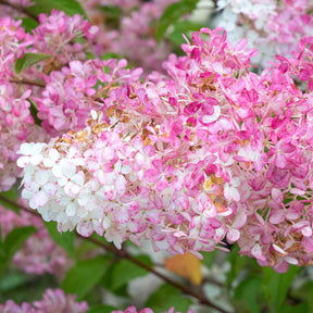 Hydrangea paniculata Vanille Fraise ® Renhy - Hortensia paniculé Vanille Fraise® Renhy - Hortensia paniculé