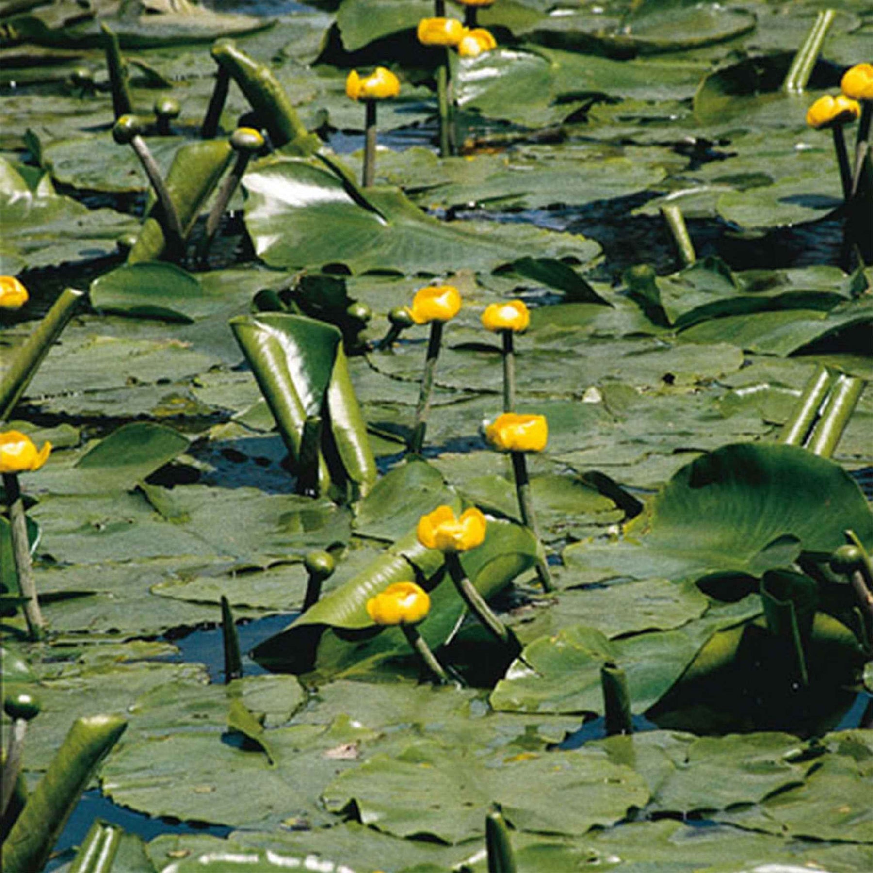 Nénuphars - Nénuphar commun - Nuphar lutea