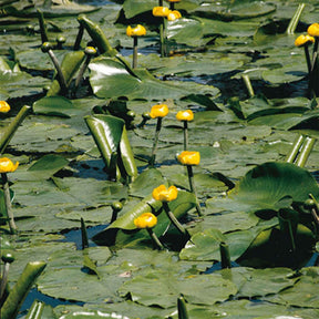 Nénuphars - Nénuphar commun - Nuphar lutea