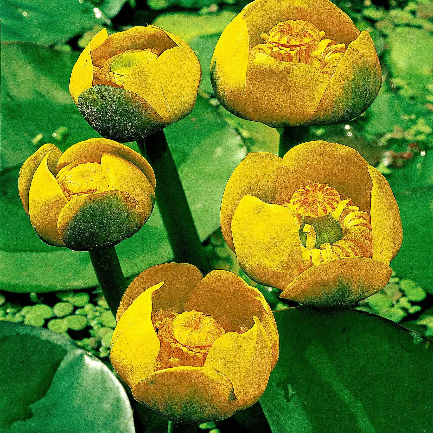 Vente Nénuphar commun - Nuphar lutea