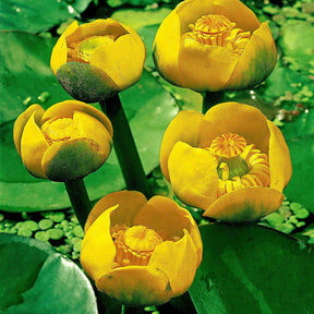 Vente Nénuphar commun - Nuphar lutea