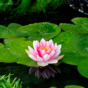 Nénuphars - Nénuphar Attraction - Nymphaea 'Attraction'