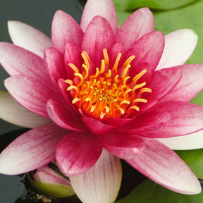 Nymphaea 'Attraction' - Nénuphar Attraction - Nénuphars