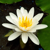 Nénuphar Marliacea Albida - Willemse
