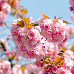 Cerisier à fleurs Amanogawa - Prunus serrulata amanogawa