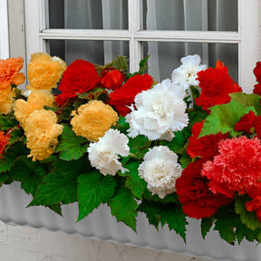 Begonia fimbriata - 10 Bégonias frangés en mélange - Bégonia