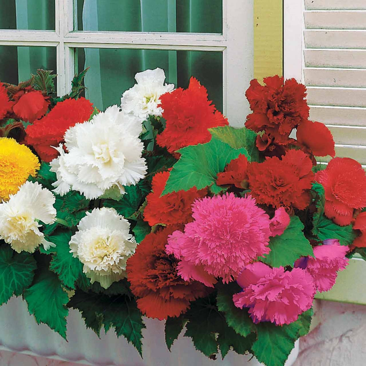 10 Bégonias frangés en mélange - Begonia fimbriata - Bégonia