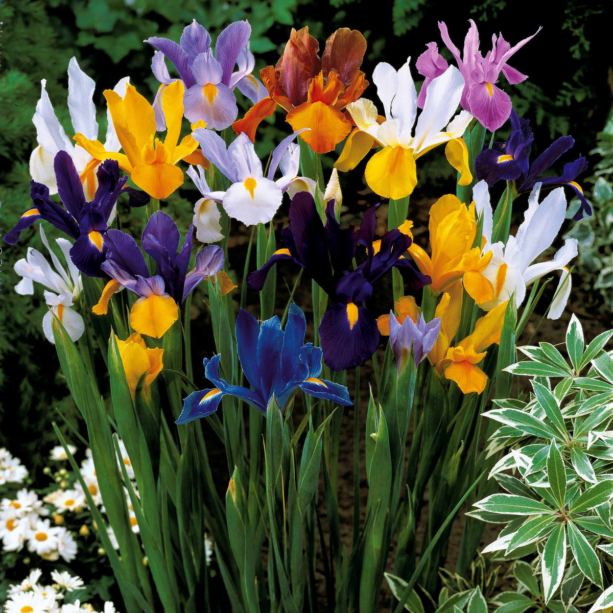 50 Iris de Hollande en mélange