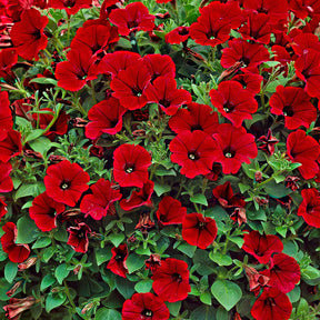 Pétunias - 3 Pétunias retombants rouges - Petunia