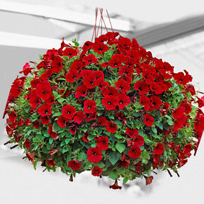 Petunia - 3 Pétunias retombants rouges - Pétunias