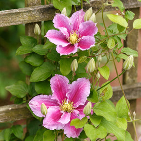 Clématites - Clématite Piilu - Clematis patens Piilu