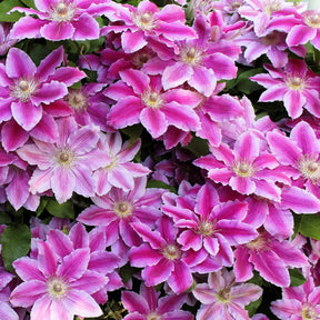 Clematis patens Piilu - Clématite Piilu - Clématites
