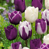 10 Tulipes mauves et blanches en mélange - Willemse