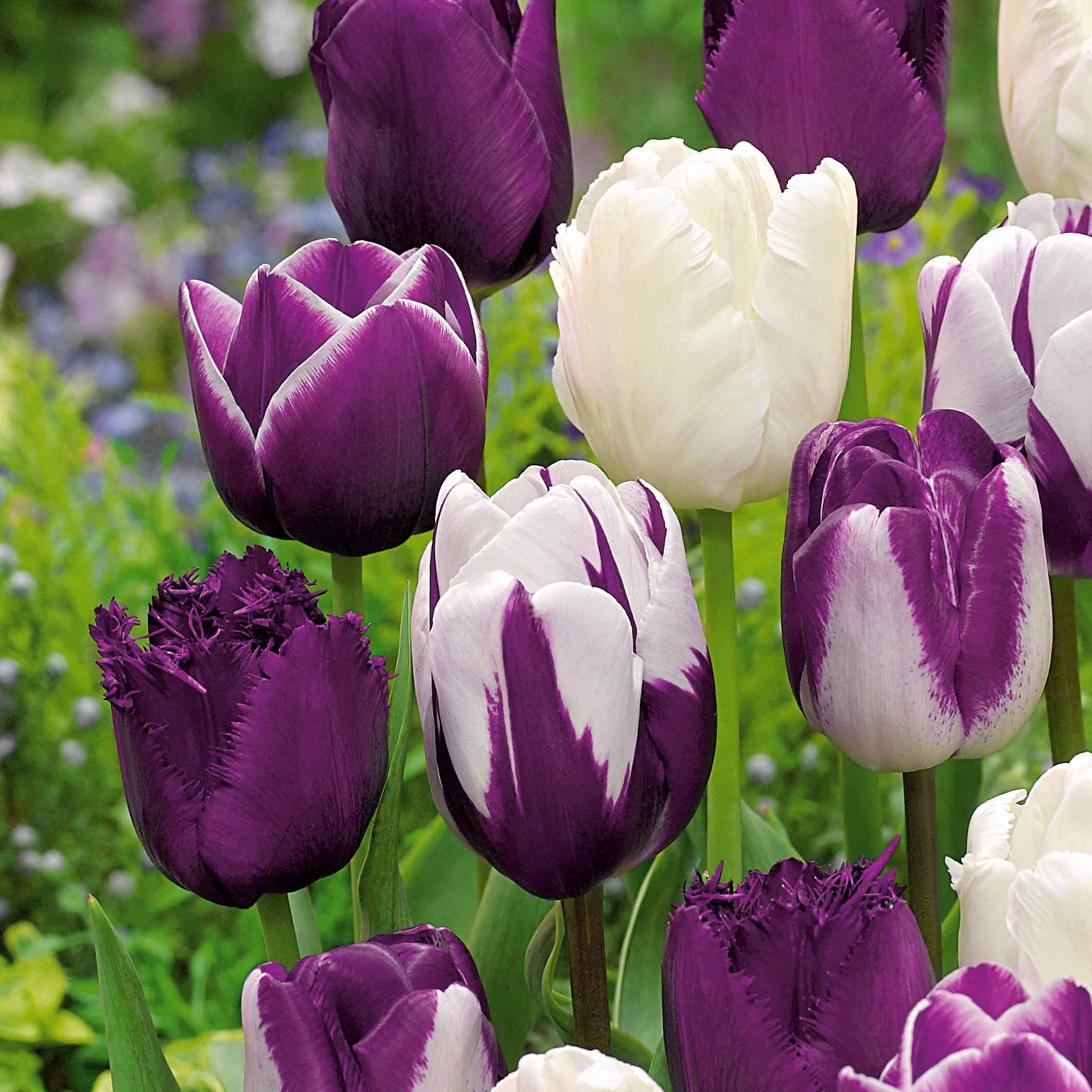 12 Tulipes mauves et blanches en mélange - Tulipa - Plantes