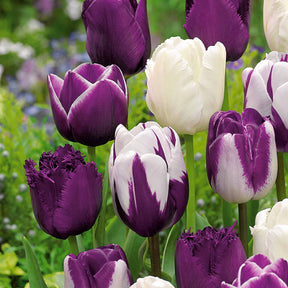 10 Tulipes mauves et blanches en mélange - Willemse