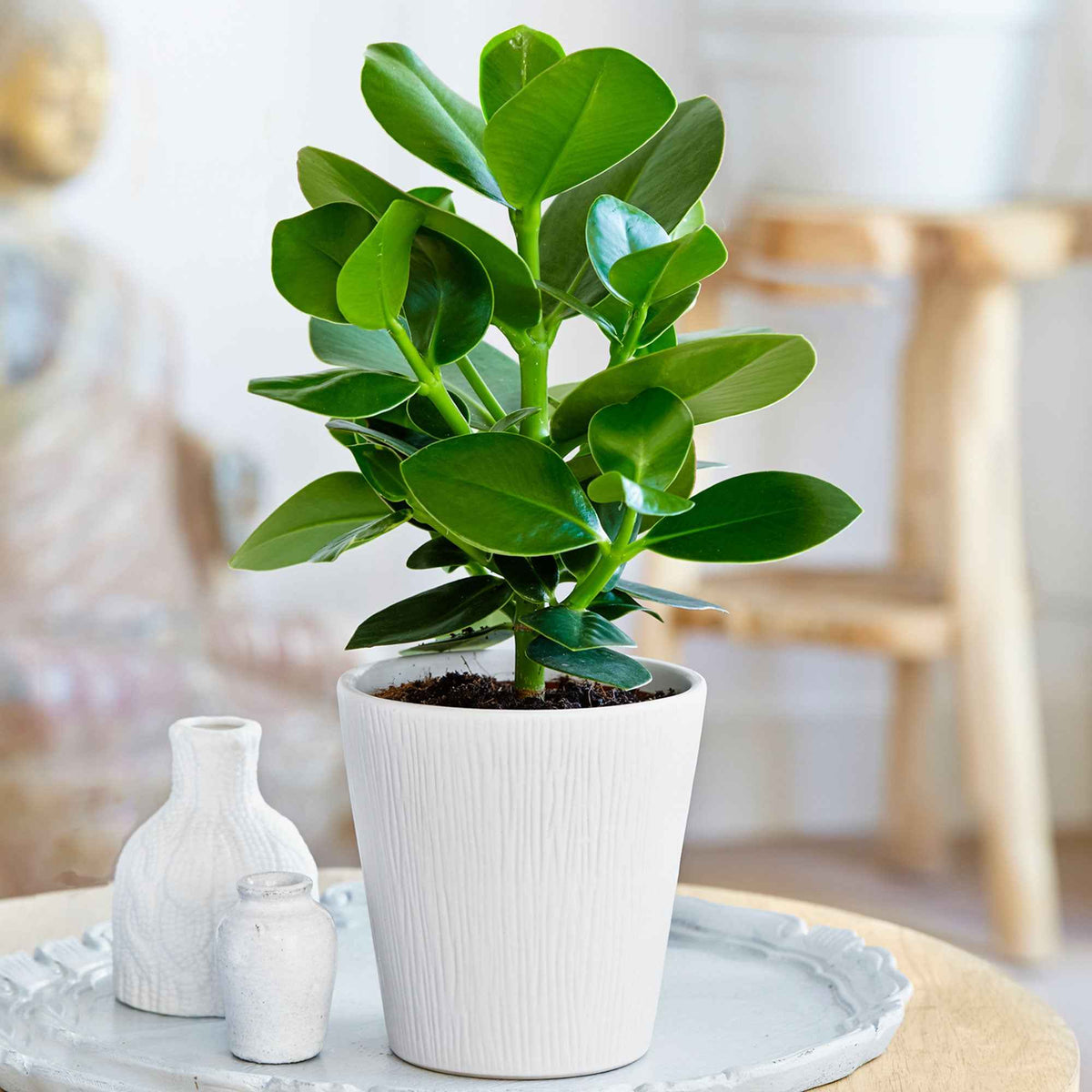 Clusia Princess - Willemse