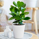 Clusia Princess - Willemse