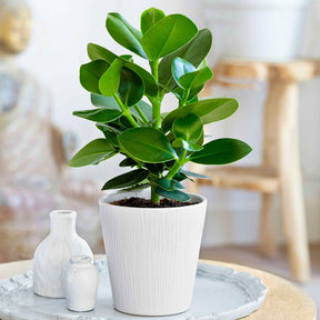 Clusia Princess - Willemse