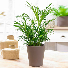 Chamaedorea elegans - Palmier nain - Palmier des montagnes - 