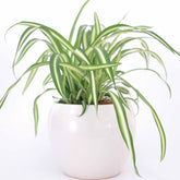 Chlorophytum Atlantic - Willemse
