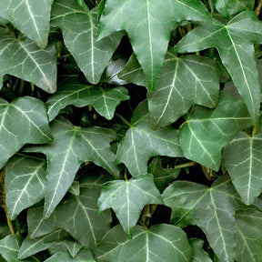 Hedera helix - Lierre grimpant - Lierres