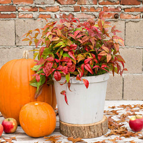Nandina - Bambou sacré rose Blush Pink ® - Nandina domestica Aka Blush Pink