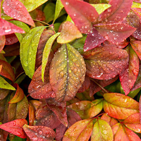 Vente Bambou sacré rose Blush Pink ® - Nandina domestica Aka Blush Pink