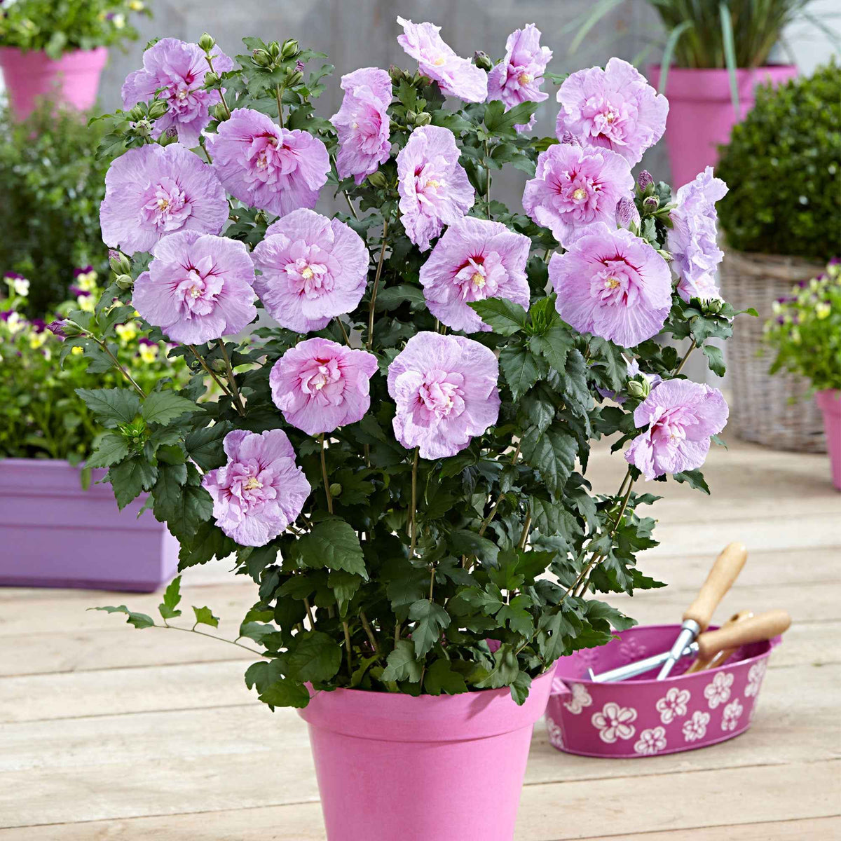 Hibiscus Lavender chiffon - Hibiscus syriacus lavender chiffon - Plantes