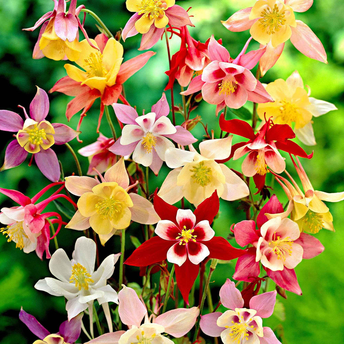 5 Ancolies Mac Kana en mélange - Aquilegia hybride mac kana - Willemse