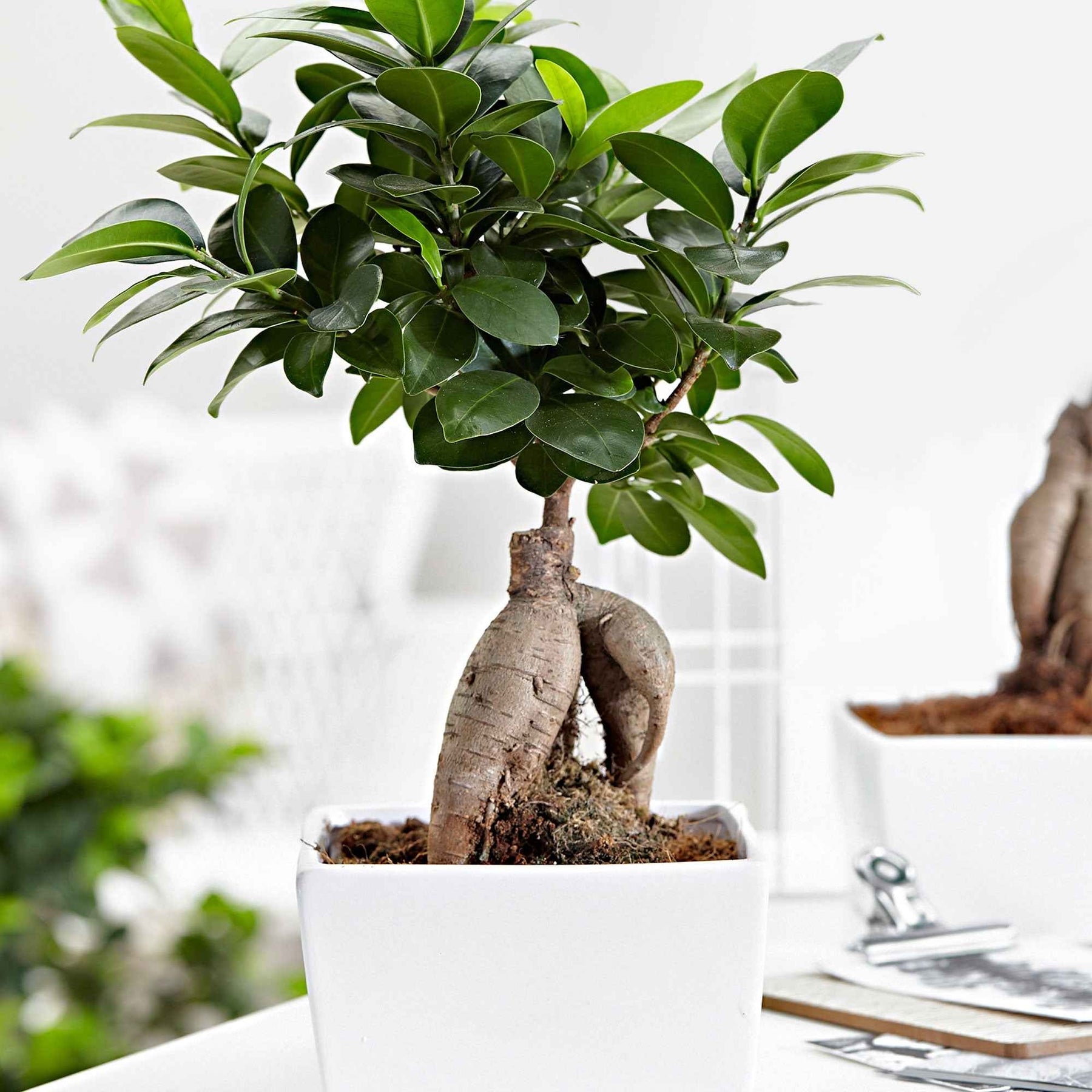 Ficus microcarpa ginseng - Ficus bonsaï ginseng - Ficus