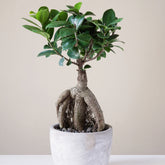 Ficus bonsaï ginseng - Willemse