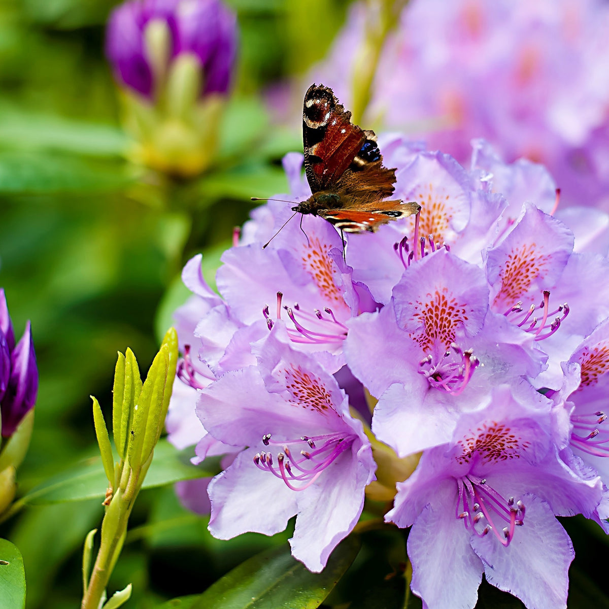 Rhododendron catawbiense grandiflorum