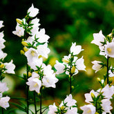 Campanule des Carpates Alba - Willemse