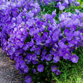 Campanule des Carpates - Campanula carpatica - Willemse