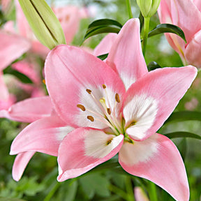 Lilium 'levi' - Lis asiatiques Levi - Lis - Lys
