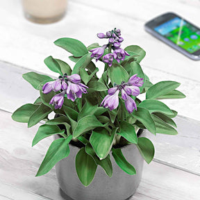 Hosta hybride blue mouse ears - Hosta Blue Mouse Ears - Hosta