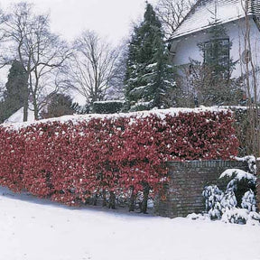 Vente Haie de hêtres pourpres - Fagus sylvatica purpurea