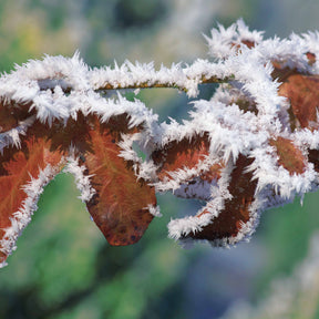 Arbustes de haie - Haie de hêtres pourpres - Fagus sylvatica purpurea