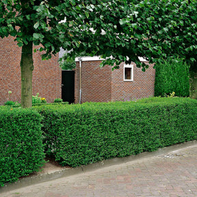Vente Haie de Troènes verts