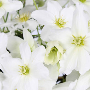 Clematis 'avalanche' - Clématite Avalanche - Clématites