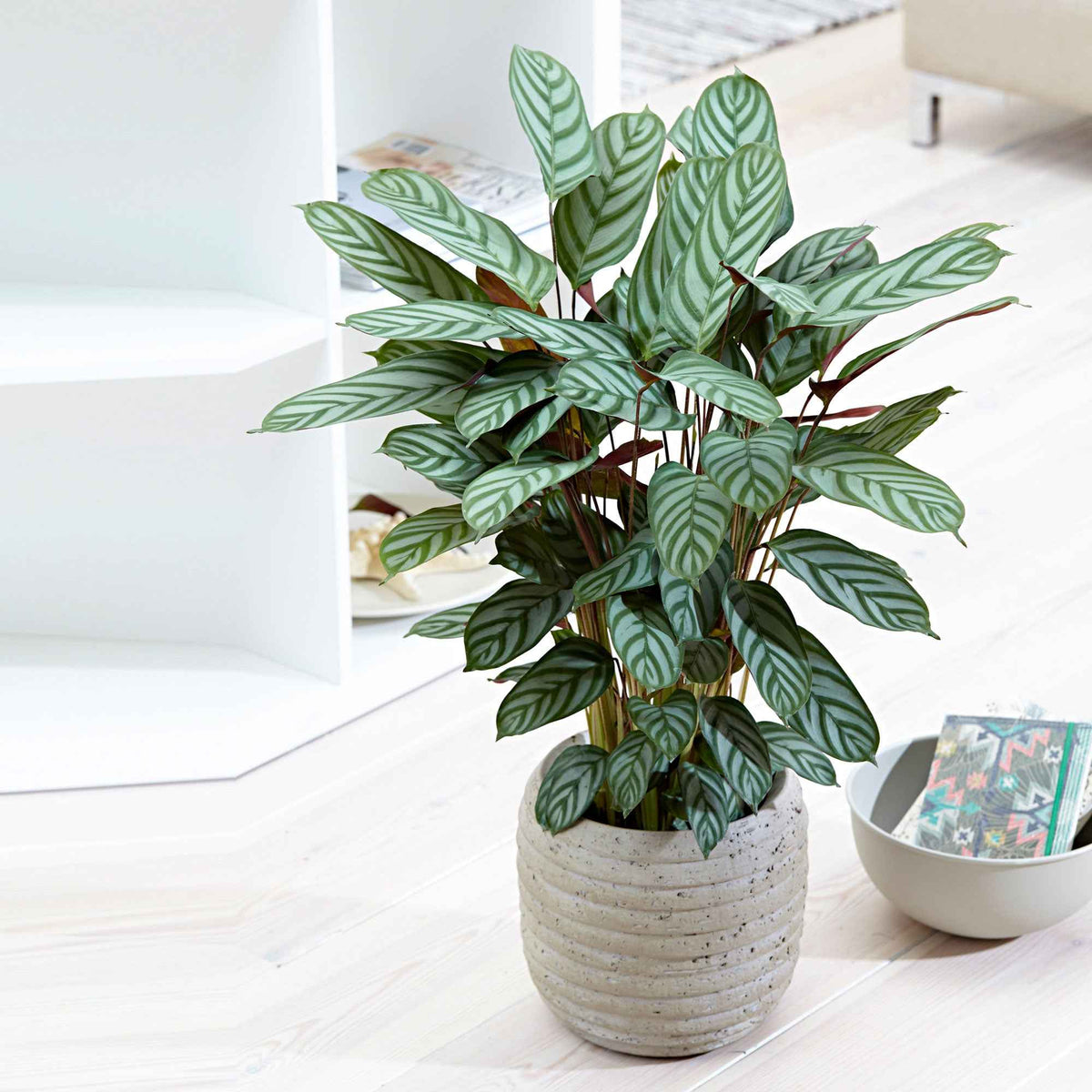 Calathea 'Compact Star' - Calathea