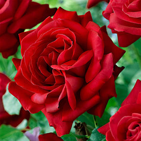Rosiers à grandes fleurs - Rosier Dame de Cœur - Rosa dame de cœur, rosa queen of hearts, rosa herz-dame