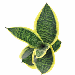 Sansevieria futura Superba - Sansevière futura Superba - Cactus et plantes grasses